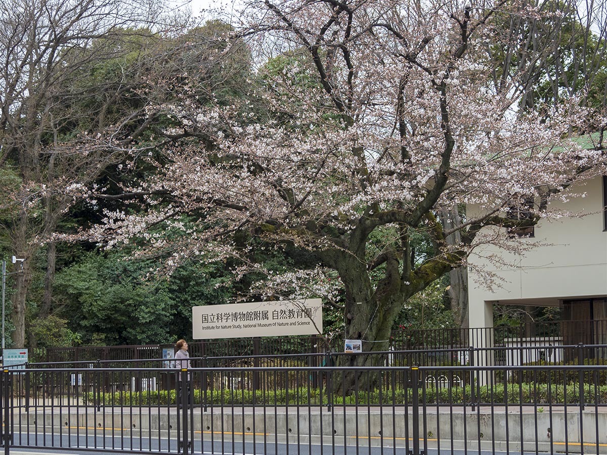 東京サクラレポート　3月19日（月）　6354_b0069507_06310311.jpg