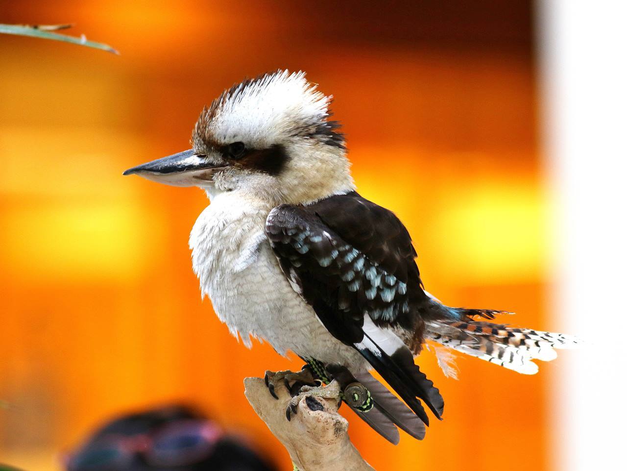 こんなところにワライカワセミが 一期一会の野鳥たち こんなところにワライカワセミが 一期一会の野鳥たち