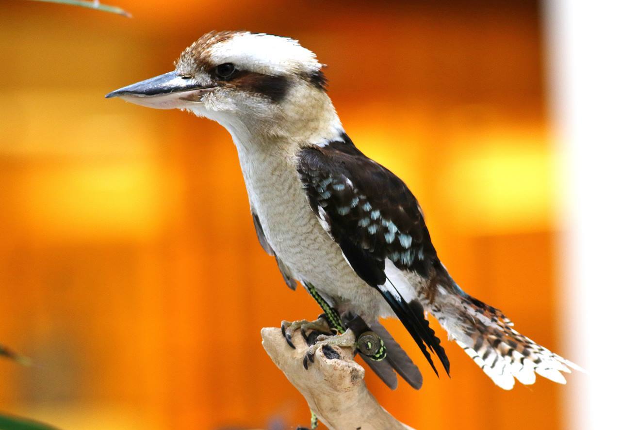 こんなところにワライカワセミが 一期一会の野鳥たち