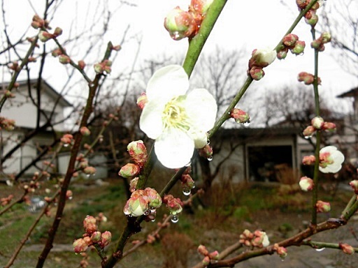 　　　　しっとり雨の３月２０日_e0234924_10180293.jpg