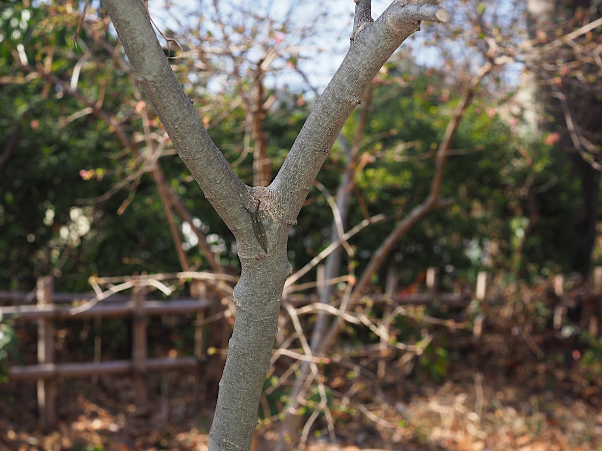 アカボシゴマダラの越冬幼虫（2018年3月18日）_d0303129_2465832.jpg