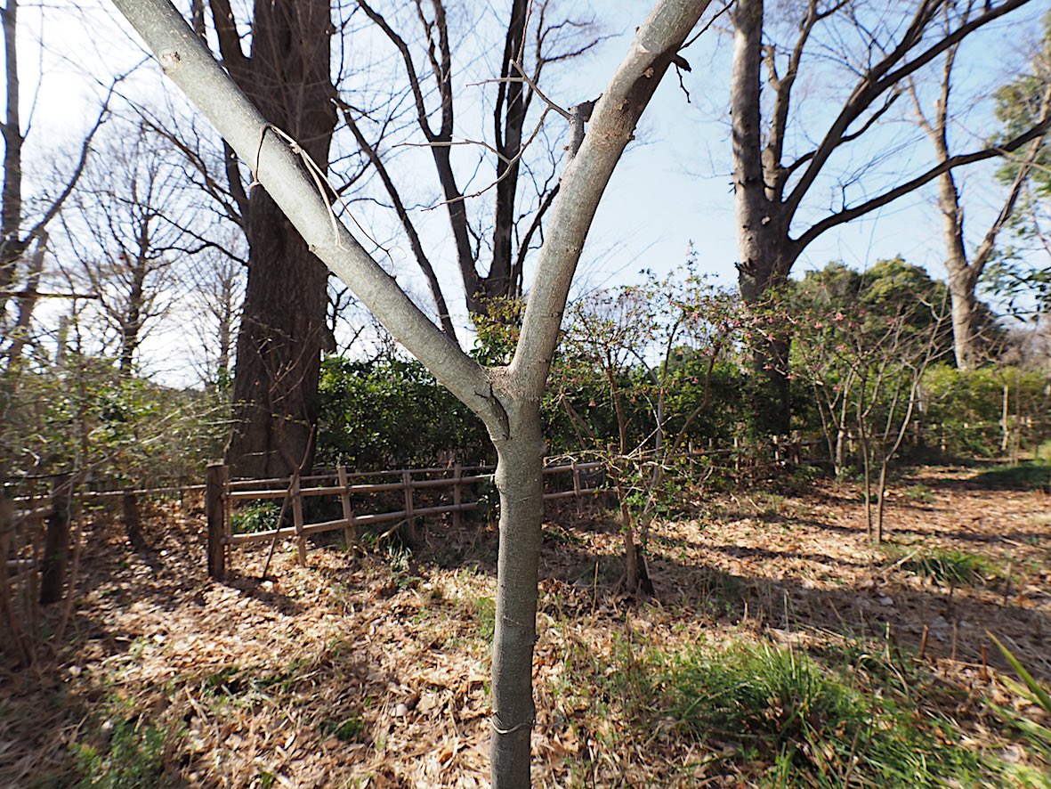 アカボシゴマダラの越冬幼虫（2018年3月18日）_d0303129_2475849.jpg