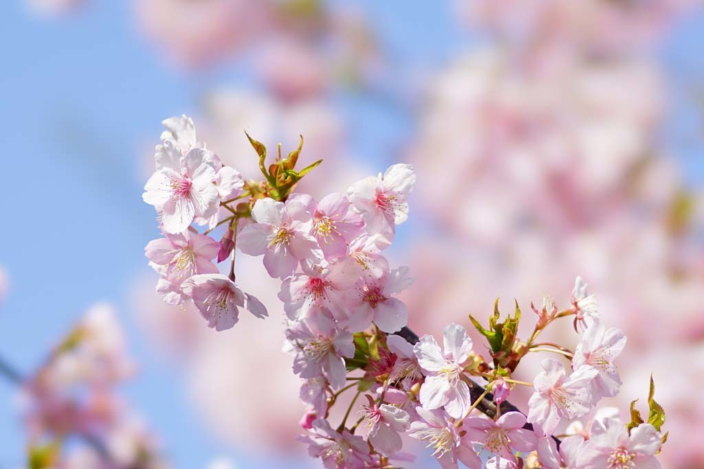 鶴見緑地の河津桜@2018-03-13_d0250840_18570300.jpg