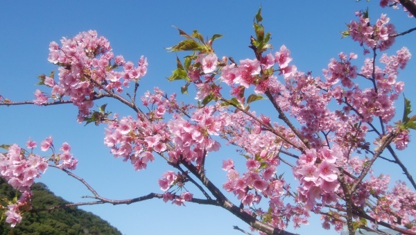 見頃をむかえた佐々川堤防の河津桜_a0206345_21450679.jpg