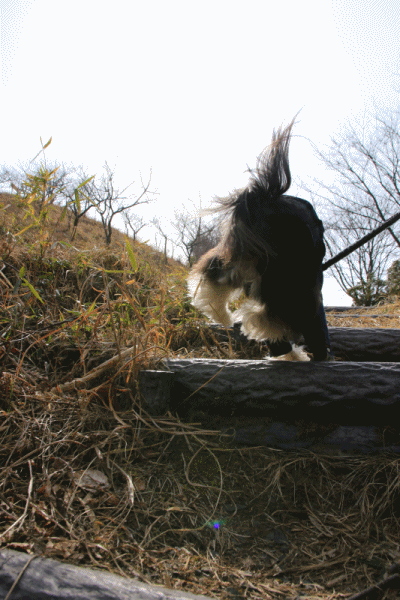 c0145250_09312074.gif