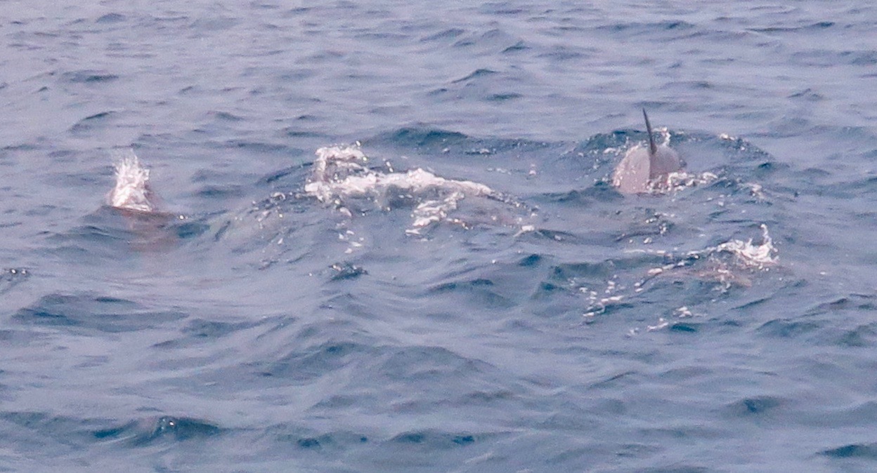 a0122752_17060404.jpg