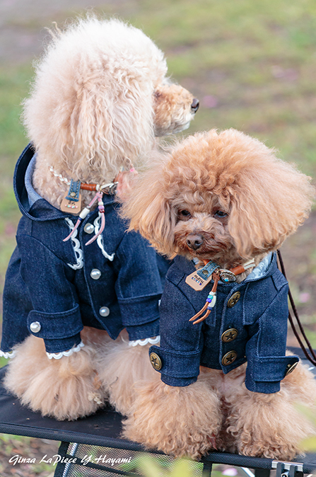 犬のいる風景　おめかしわんこ_b0133053_00591165.jpg