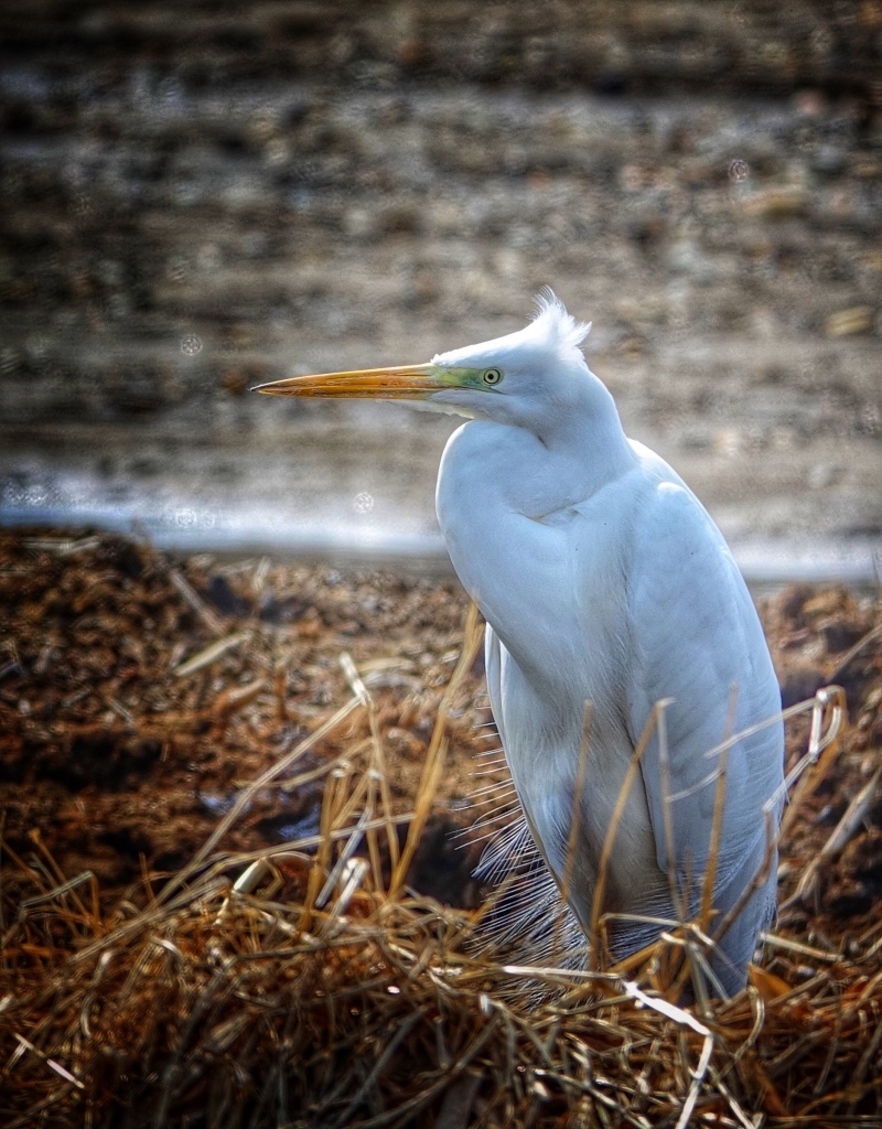 2018 河川の冬鳥 No.8_f0038653_14504436.jpg