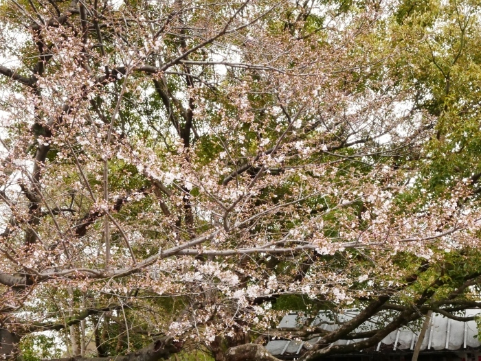 　　私の標本木　　２０１８-０３-２１　００：００_b0093754_21521510.jpg