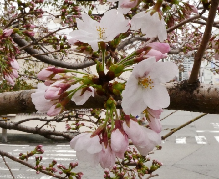 　　私の標本木　　２０１８-０３-２１　００：００_b0093754_21533980.jpg
