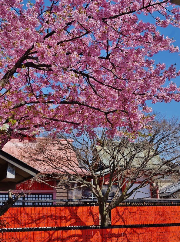 車折神社の河津桜_b0063958_11014826.jpg