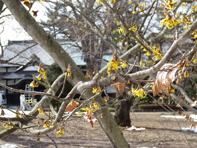 弘前公園のマルバマンサク_2018.03.20_d0131668_15442663.jpg