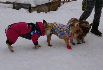 b0056476_12274684.gif