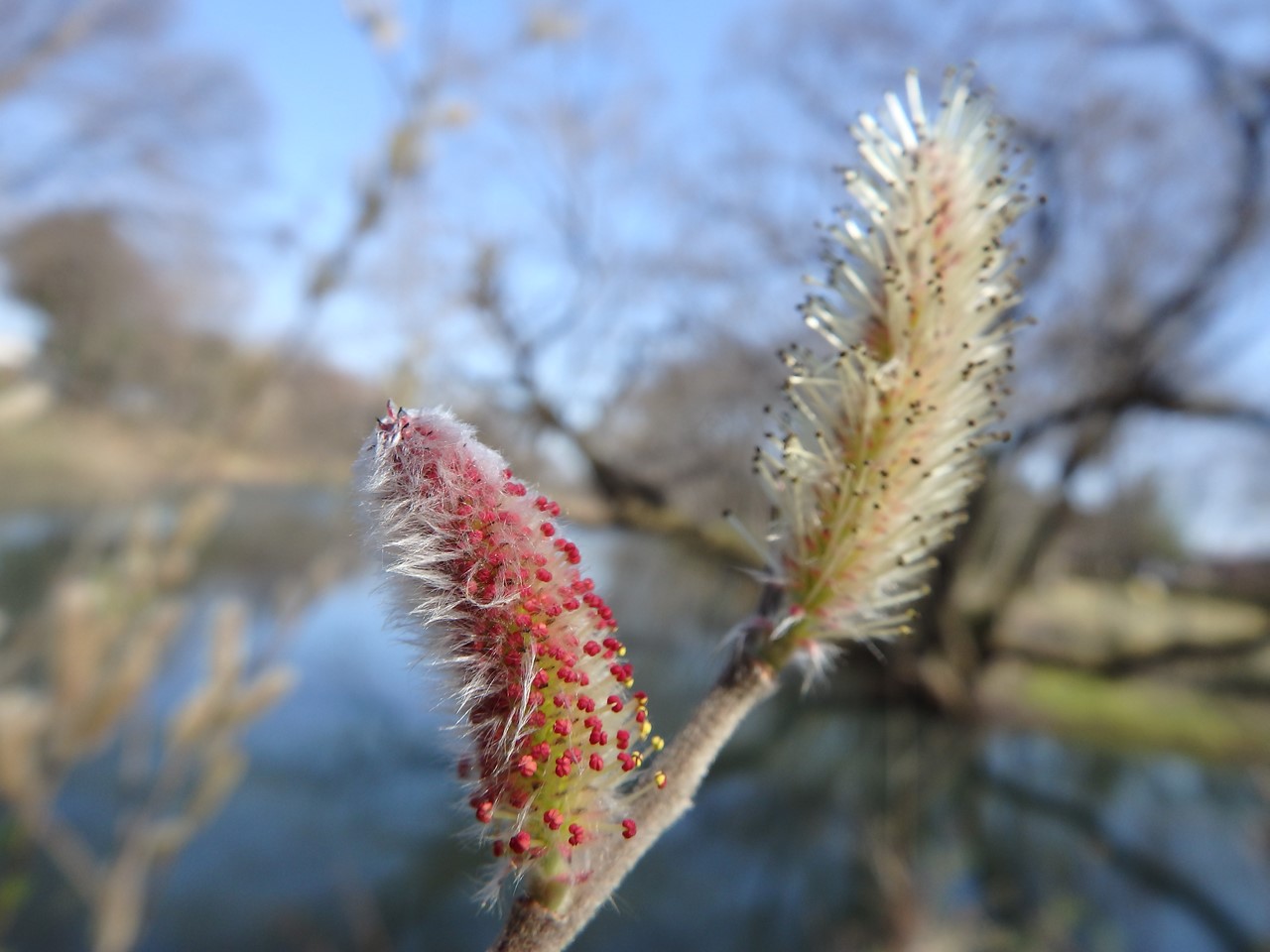 『河跡湖公園のシデコブシとネコヤナギと鳥達･････』_d0054276_20354771.jpg