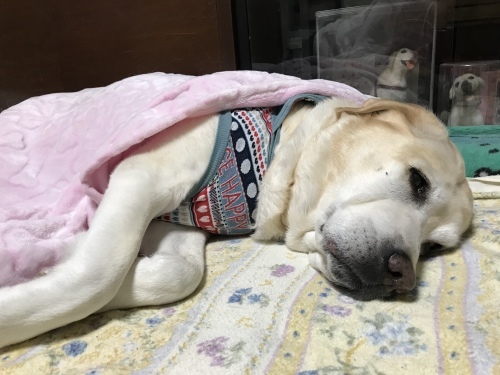 f0315081_22332662.jpeg