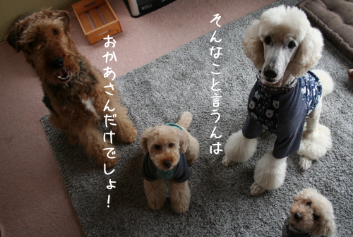 a0216583_12171885.png