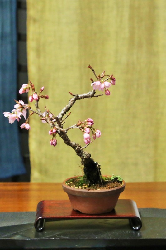 花物小品盆栽（日向水木、彼岸桜、レンギョウ）_d0160788_21594927.jpg