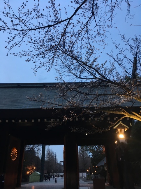 靖國神社 神明造り  桜の季節_a0129492_05312541.jpeg