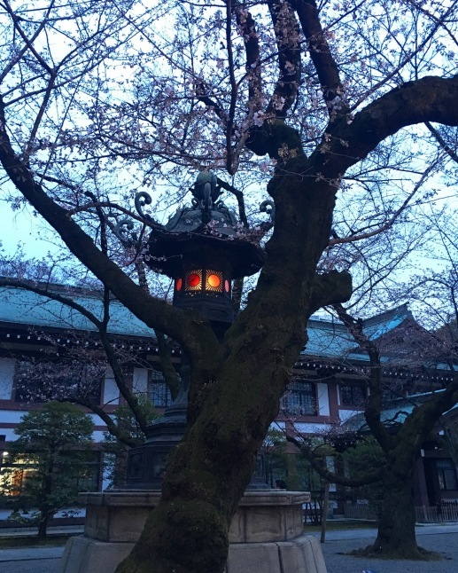 靖國神社 神明造り  桜の季節_a0129492_05342386.jpeg