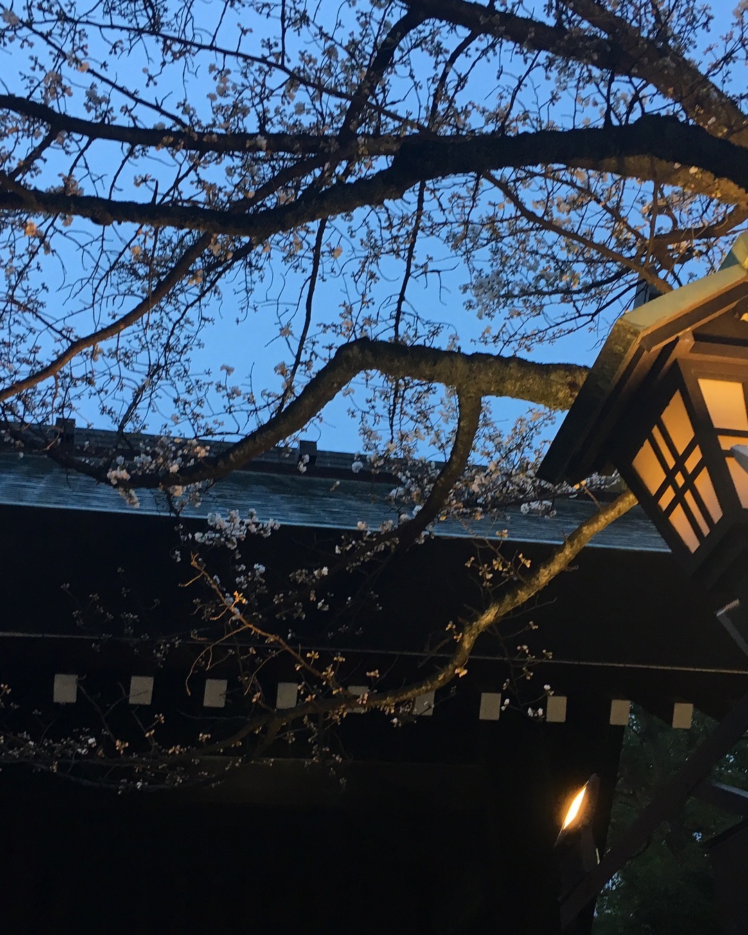 靖國神社 神明造り  桜の季節_a0129492_05345946.jpeg