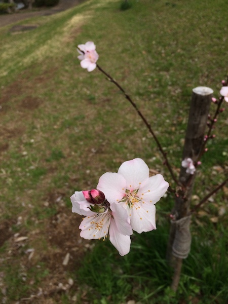 a0205497_22360510.jpeg