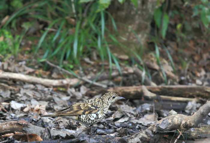 トラツグミ：採餌姿②２０１８_c0319902_12174017.jpg