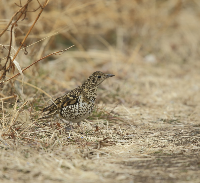 トラツグミ：採餌姿②２０１８_c0319902_12175563.jpg