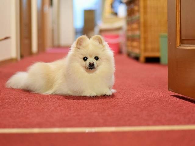 彼こそ忠犬_d0360206_02592118.jpg
