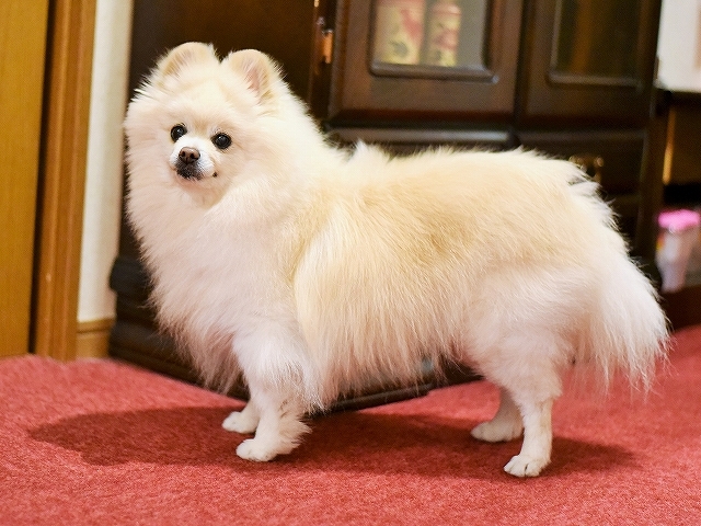 彼こそ忠犬_d0360206_02592734.jpg