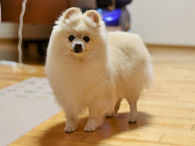 彼こそ忠犬_d0360206_02593783.jpg