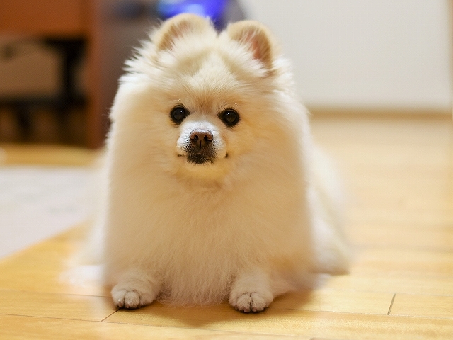 彼こそ忠犬_d0360206_02594482.jpg