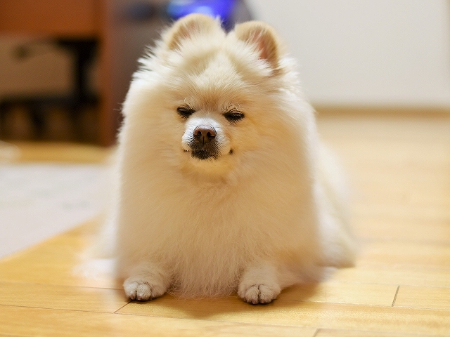 彼こそ忠犬_d0360206_02594885.jpg