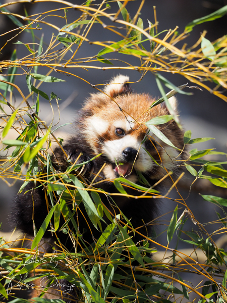 多摩動物公園　２０１８年３月１７日　その１_f0321610_21595685.jpg