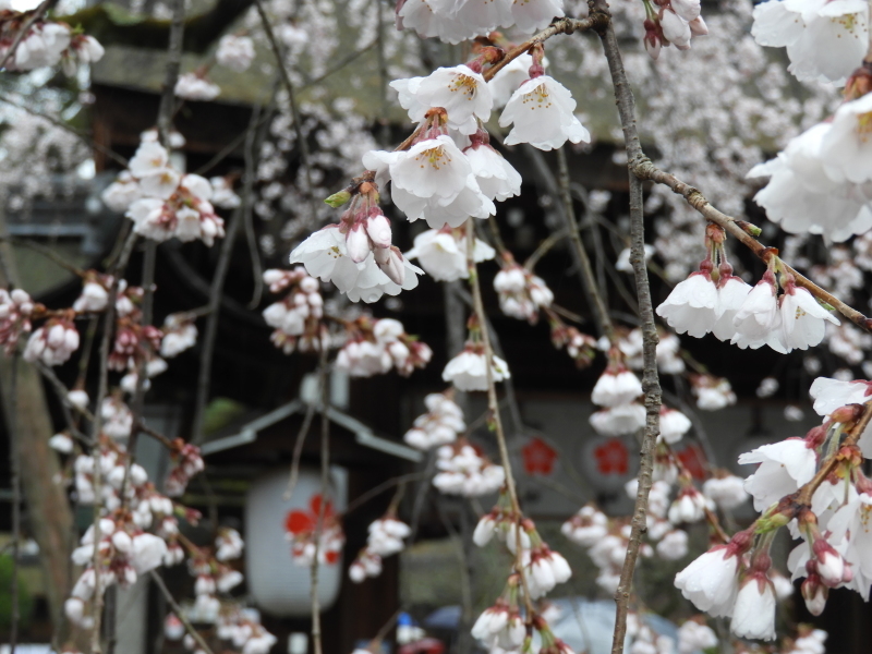平野神社　魁（さきがけ）ざくら_e0048413_17285489.jpg