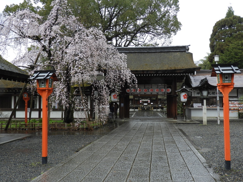 平野神社　魁（さきがけ）ざくら_e0048413_17293137.jpg