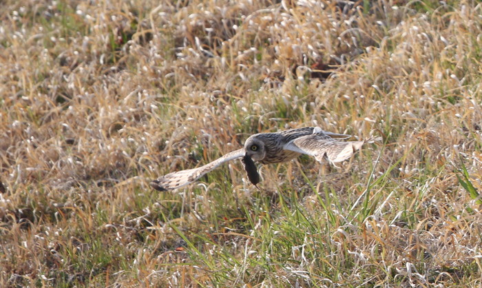 コミミズクの狩りは成功　（後編）_f0239515_16251419.jpg