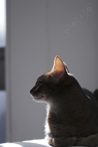 猫的］斜め後ろ45度 : ヒトは猫のペットである