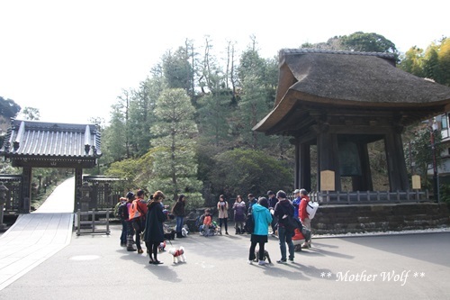 第24回マザーウルフ遠足 鎌倉天園レポート_e0191026_15145258.jpg