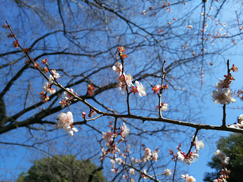 捨てる捨てないの判断がすごく速くなりました！＆ 西郷山公園お散歩_a0275527_22545814.jpg