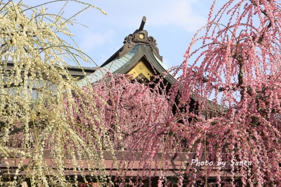 18 結城神社 梅祭り さんたの富士山と癒しの射心館 18 結城神社 梅祭り さんたの富士山と癒しの射心館