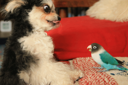 c0145250_09080150.gif