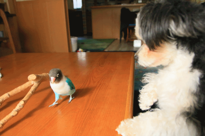 c0145250_09082529.gif