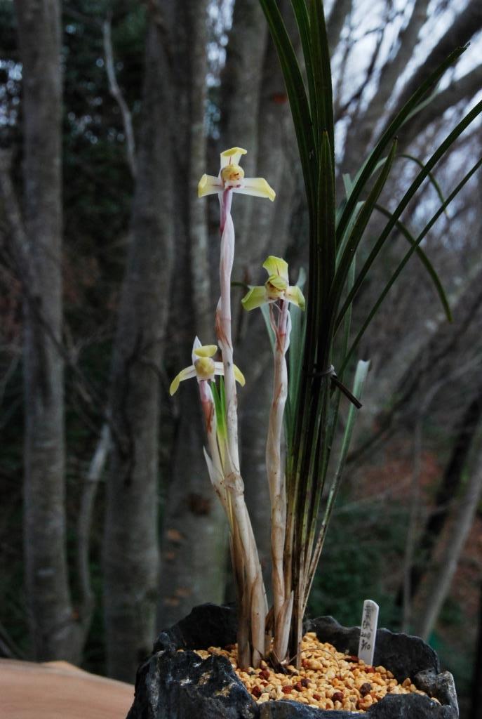 疑惑のきいろ花の今日_f0043750_20333367.jpg