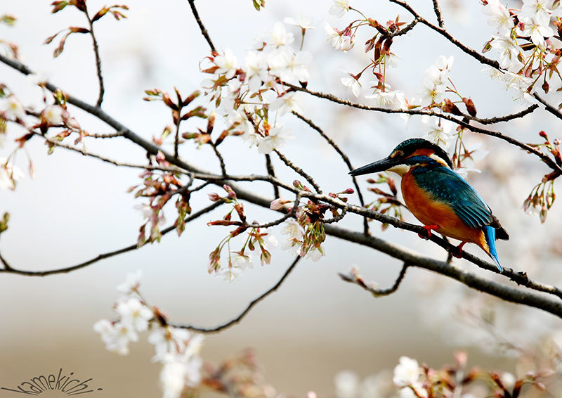 桜開花・・・いよいよいそがしか。_a0057752_16593612.jpg