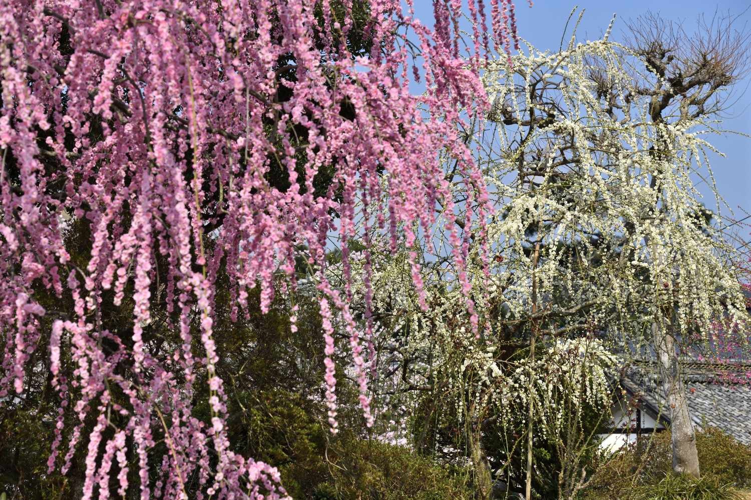 梅 8　　　奈良県_d0286954_15181455.jpg