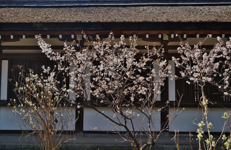 紛らわしい名前ですが・・・平野神社の桃桜_b0063958_06445163.jpg