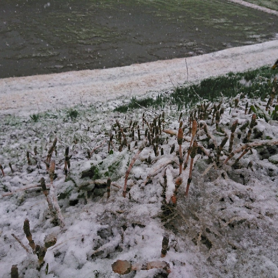 e0392773_08034691.jpg