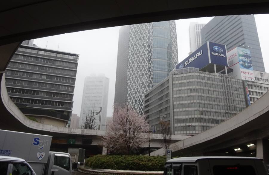 春分の日　新宿　雪と桜_f0059673_22583084.jpg