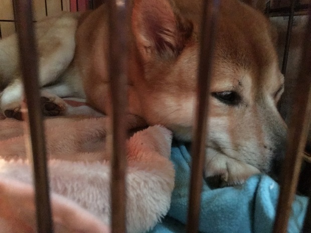 b0377882_23204863.jpeg