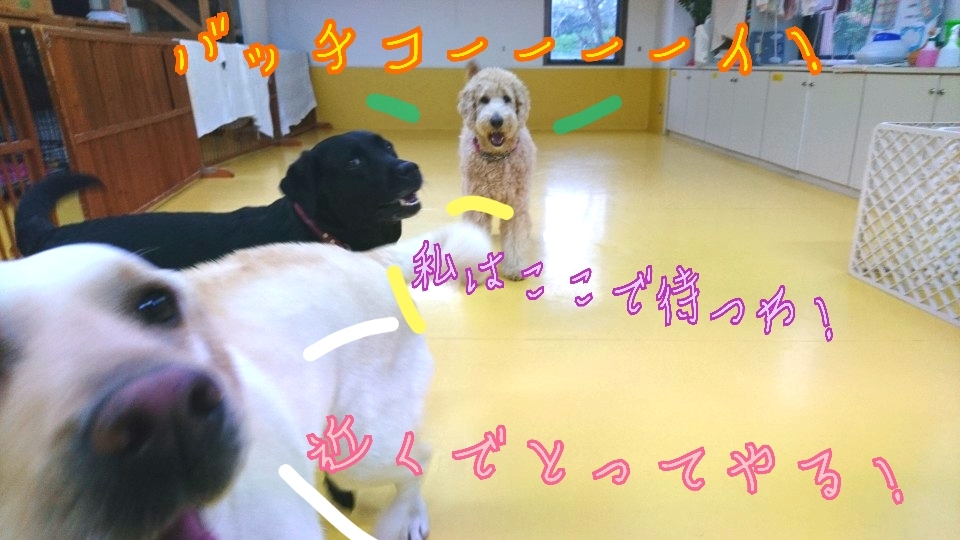 雨でも沢山遊んでるよ🎵_f0357682_12165398.jpg